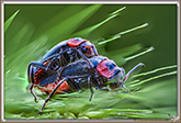 Coleoptera Cerambycidae